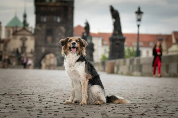 Czarno Biały Bohemian Spotted Dog Siedzi Moście Była Centrum Pragi — Zdjęcie stockowe