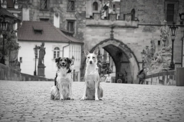 Dos Perros Están Sentados Puente Estaba Centro Praga Ella Tan — Foto de Stock