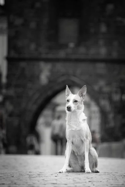White Mix Dog Está Sentado Centro Ciudad Estaba Centro Praga — Foto de Stock