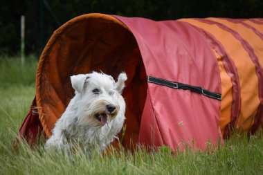 Çılgın beyaz köpek çeviklik parkında koşuyor. Rekabet için yeni şeyler öğretiyor..