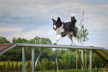 Çılgın siyah-beyaz sınır köpeği çeviklik parkında köpek gezintisinde koşuyor. Rekabet için yeni şeyler öğretiyor..