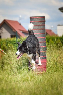 Çılgın siyah-beyaz sınır köpeği çeviklik parkında köpek gezintisinde koşuyor. Rekabet için yeni şeyler öğretiyor..
