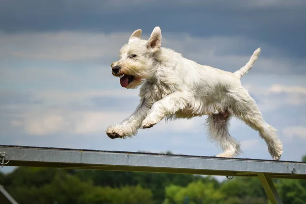 Galna Vita Hunden Springer Agility Park Hundpromenad Hon Lär Nya — Stockfoto