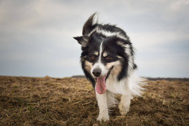 Border collie sahada ayakta duruyor. Bu suratla çok tatlı görünüyor. Çok güzel bir yüzü var..