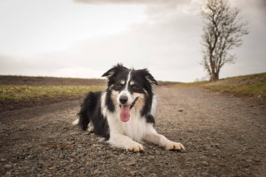 Sınır çobanı doğa yolunda yatıyor. Çok tatlı ve komik bir yüzü var.