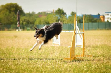 Black and White Border collie, Czech çeviklik yarışında yarışıyor. Köpek parkı Ratenice 'de çeviklik yarışması