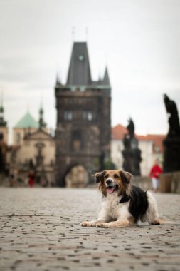 Siyah ve beyaz Bohem Benekli Köpek köprüde yatıyor. Prag 'ın merkezindeydi. Çok sabırlı bir model..