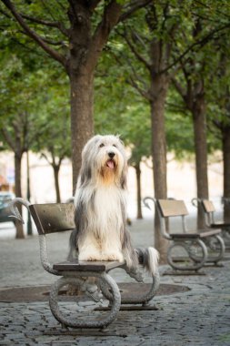 Sakallı çoban köpeği bankta oturuyor. Köpek Prag 'da şehir merkezinde..