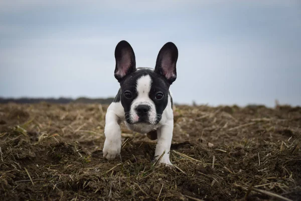 puppy of french bulldog on field. He is so cute in with this face. He has so lovely face.