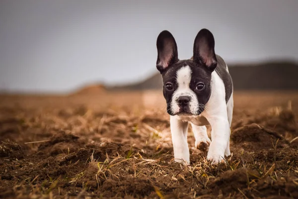 Herbstporträt Des Welpen Einer Französischen Bulldogge Auf Dem Feld Ist — Stockfoto