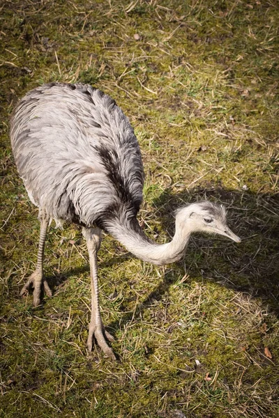 Avestruz Gris Está Caminando Patio Zoológico Tan Tiburón —  Fotos de Stock