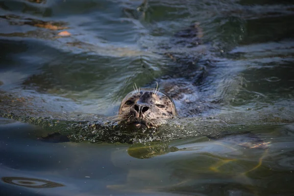 シールは動物園で彼自身のスイミングプールで泳いでいます ここは彼の生息地だ — ストック写真