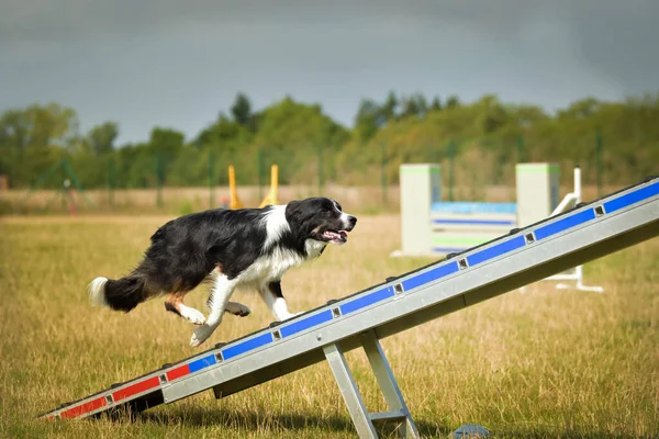 Crazy Border Collie Loopt Het Behendigheidspark Tijdens Hondenwandeling Doceert Iets — Stockfoto