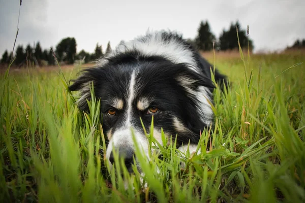 Border collie is lying in the grass. He is so crazy dog on trip.