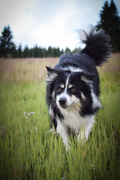 Sınır Çoban Köpeği Doğada Czech Cumhuriyetindeki Dağlarda Koşuyor Çok Mutlu — Stok fotoğraf