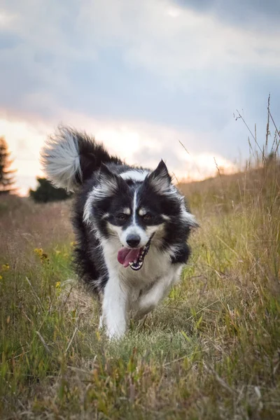 边境牧羊犬在自然界的田野里奔跑 在切赫共和国的山上奔跑 她很开心 — 图库照片