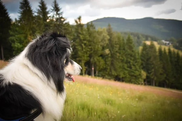 Collie Confine Seduto Nell Erba Guardarsi Intorno Cane Pazzo Viaggio — Foto Stock