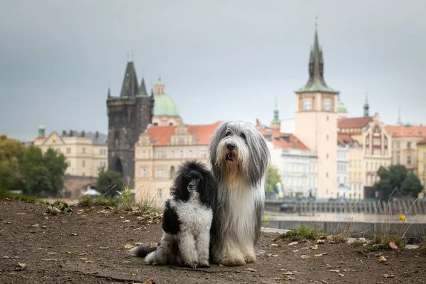 Barbudo Collie Cachorro Caniche Están Sentados Ciudad — Foto de Stock