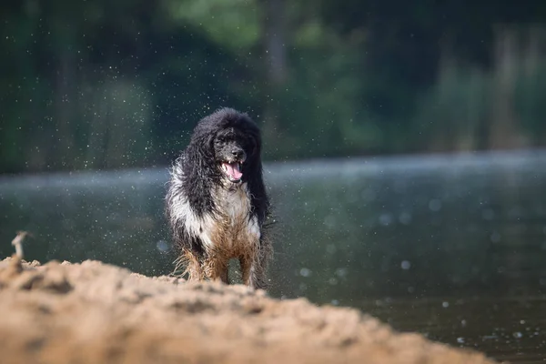 Puppy Poedel Loopt Het Zand Hij Vuile Hond — Stockfoto