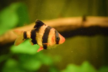 Akvaryum balığı bir hayvanat bahçesinde suda yüzüyor. Çok güzel bir kız..