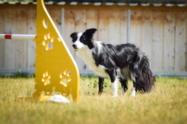 Black and White Border collie, Czech çeviklik yarışında yarışıyor. Köpek parkı Ratenice 'de çeviklik yarışması