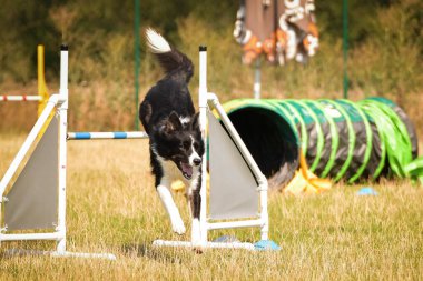 Black and White Border collie, Czech çeviklik yarışında yarışıyor. Köpek parkı Ratenice 'de çeviklik yarışması