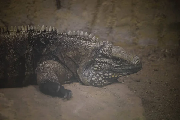Iguane Américain Est Couché Dans Zoo Attrape Chaud — Photo