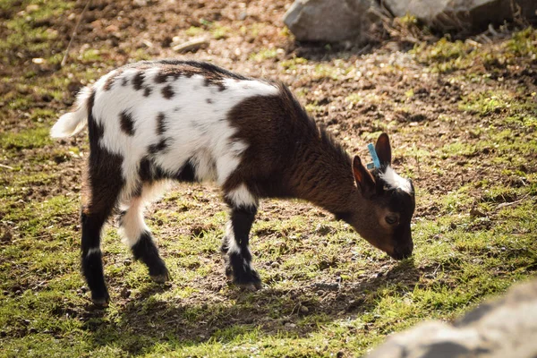 Çiftlikte Beyaz Siyah Bir Keçi Keçi Peyniri Üretimi Için Keçi — Stok fotoğraf