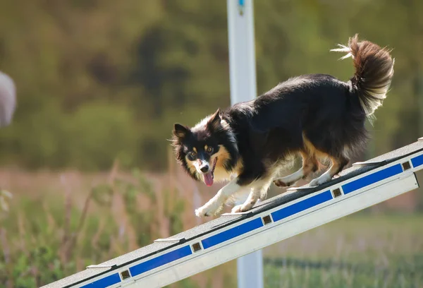 犬の散歩で敏捷性公園で実行されているクレイジー黒と白の境界線のコロニー 彼女は競争のために新しいことを教える — ストック写真