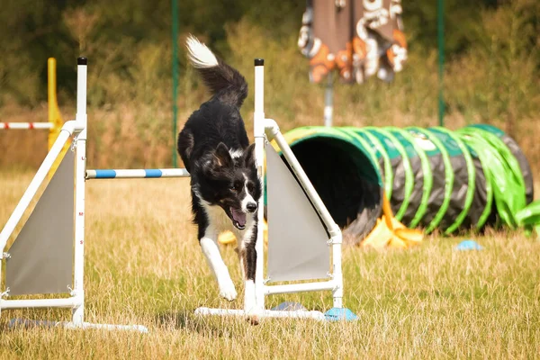 黒と白のボーダーコリーは チェコの敏捷性競争の中でレースを実行しています 犬の公園で敏捷性の競争 Ratenice — ストック写真