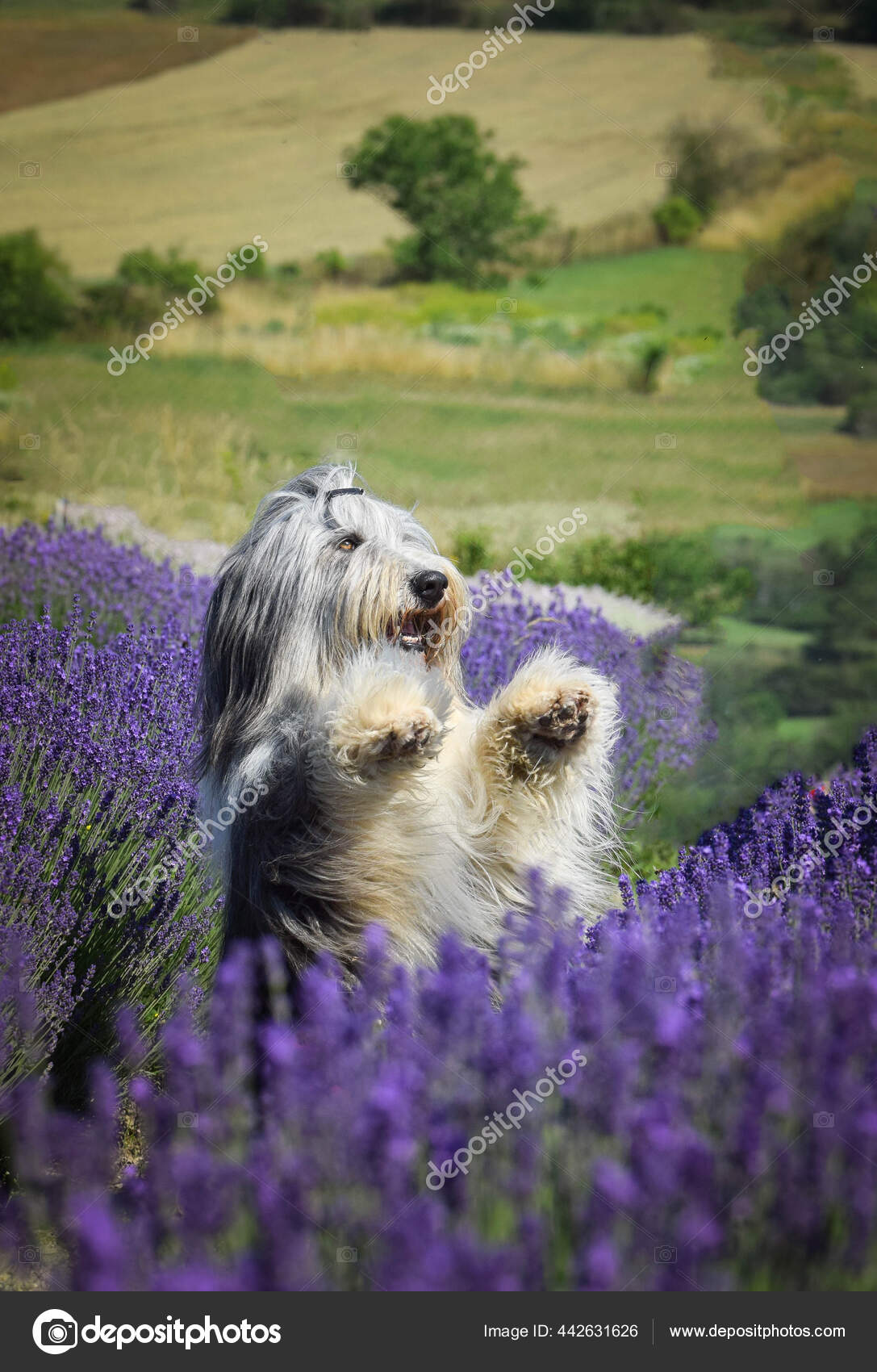 Trop Mignon Images Libres De Droit Photos De Trop Mignon Depositphotos