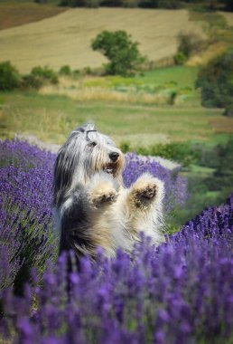 Sakallı çoban köpeği Lavander 'de oturuyor. Çok yumuşak görünüyor, çok tatlı bir köpek.