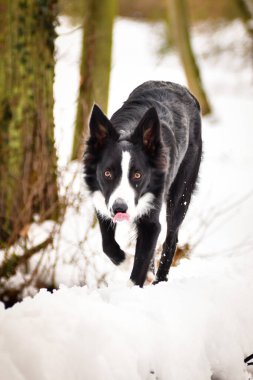 Sınır çobanı karda bagaja giriyor. Ava çıkmış tilki gibi görünüyor..