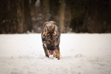 Alman çoban köpeği karda koşuyor. Dışarıda çok mutlu. Kardaki köpekler güzel manzaralıdır.
