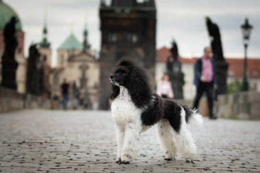 Fino köpeği Carls Köprüsü 'nde duruyor. Prag 'ın merkezindeydi. Çok sabırlı bir model..