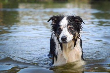 Sınır çoban köpeği suyun üstünde duruyor. O gerçekten iyi bir yüzücü. Oyuncağını bekliyor..