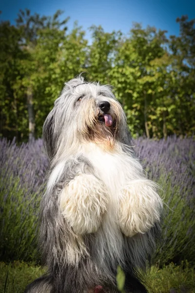 Szakállas Collie Könyörög Levanderben Olyan Bolyhos Olyan Aranyos Kutya — Stock Fotó