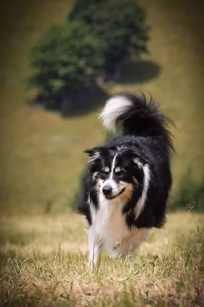 Fronteira Collie Está Correndo Campo Natureza Montanha República Checa Ela — Fotografia de Stock