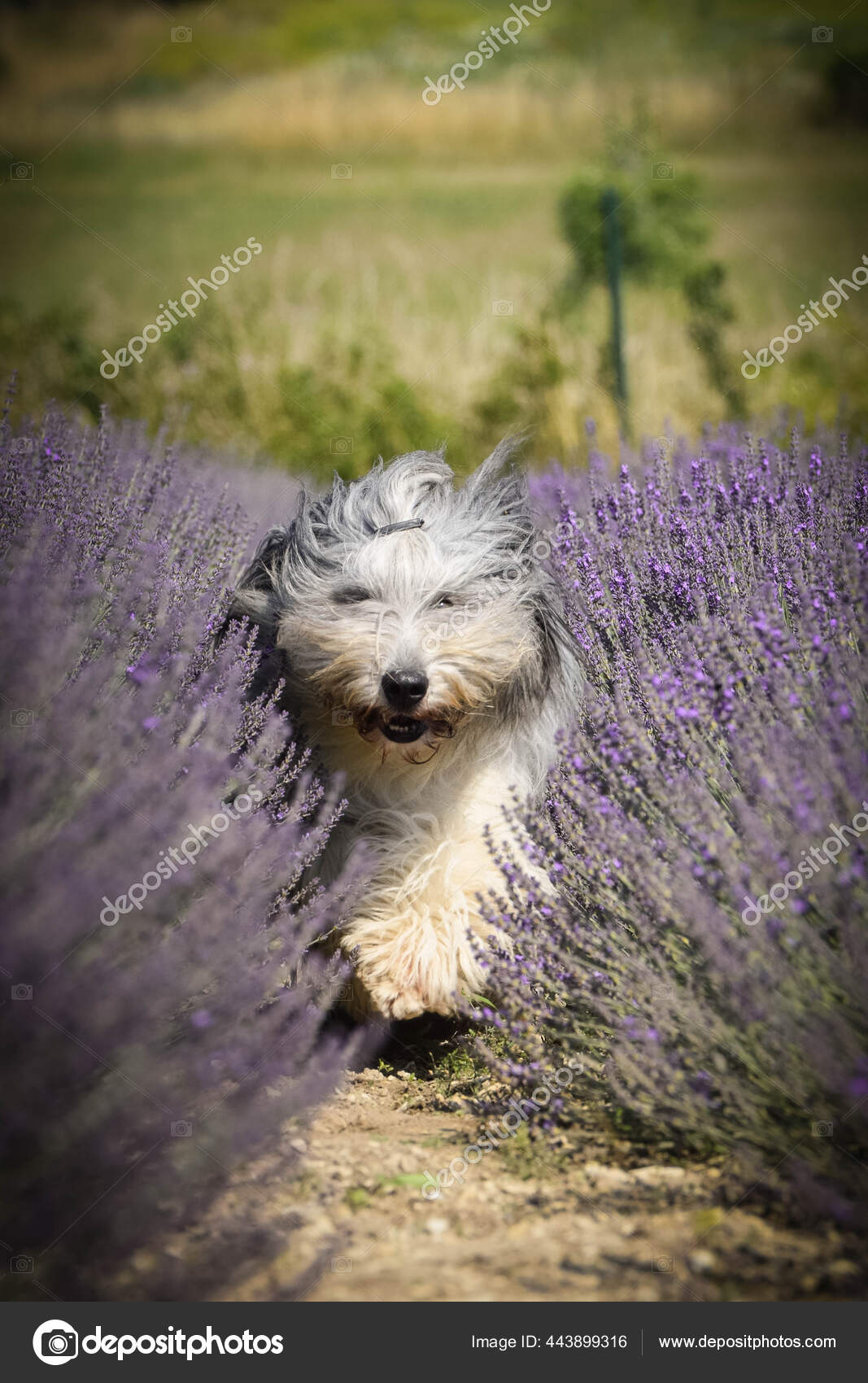 Trop Mignon Images Libres De Droit Photos De Trop Mignon Depositphotos