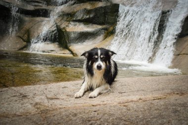 Border collie taşların üzerinde yatıyor. Yolculukta çok mutlu bir köpek..
