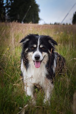Border collie çimlerin üzerinde yatıyor. O çok çılgın bir köpek..