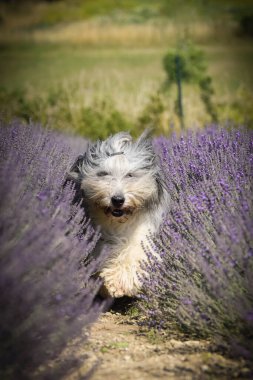 Sakallı çoban köpeği Levander 'da koşuyor. Çok tatlı bir köpek.