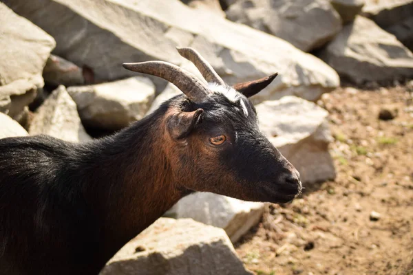 A white and black goat in the farm. Breeding goats for the production of goat cheese.