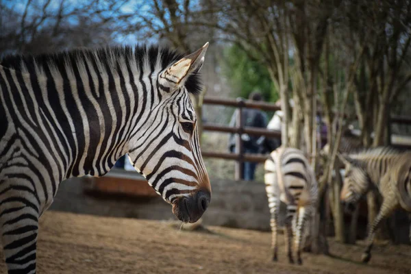 Zebra Safari Zoo Usti Beautiful Kind Zebra — Stock Photo, Image