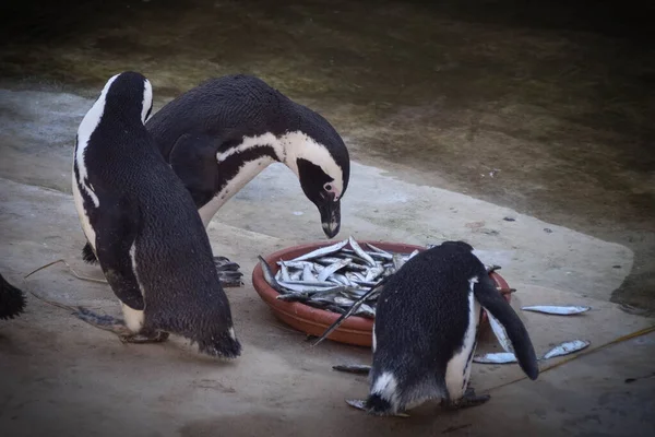 Ein Humboldt Pinguin Spheniscus Humboldti Einem Tschechischen Zoo Sie Haben — Stockfoto