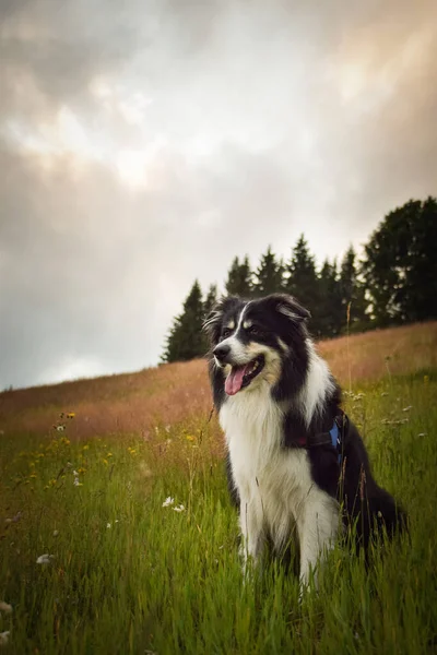 Прикордонна Колі Сидить Полі Природі Горах Чехії Вона Дуже Щаслива — стокове фото