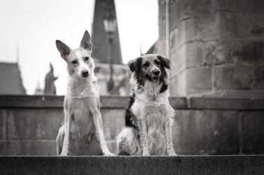 Şehir merkezinde merdivenlerde iki köpek oturuyor. Prag 'ın merkezindeydiler. Çok sabırlı bir model..