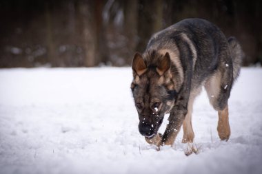 Alman Çoban Köpeği karda gidiyor. Dışarıda çok mutlu. Kardaki köpekler güzel manzaralıdır.