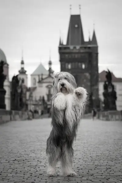 Barbudo Collie Está Mendigando Puente Estaba Centro Praga Ella Tan — Foto de Stock