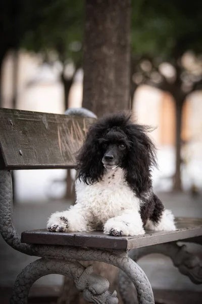 子犬のプードルのベンチに横たわっている 犬はプラハ市内中心部にあります — ストック写真